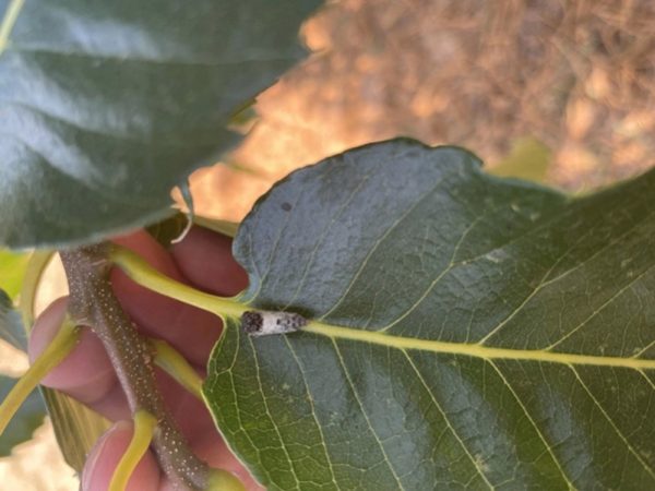 Αρκαδία: Παρακολούθηση των πληθυσμών των εντόμων της καστανιάς του Πάρνωνα