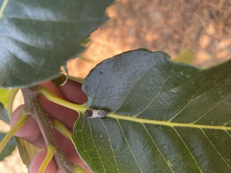 Αρκαδία: Παρακολούθηση των πληθυσμών των εντόμων της καστανιάς του Πάρνωνα