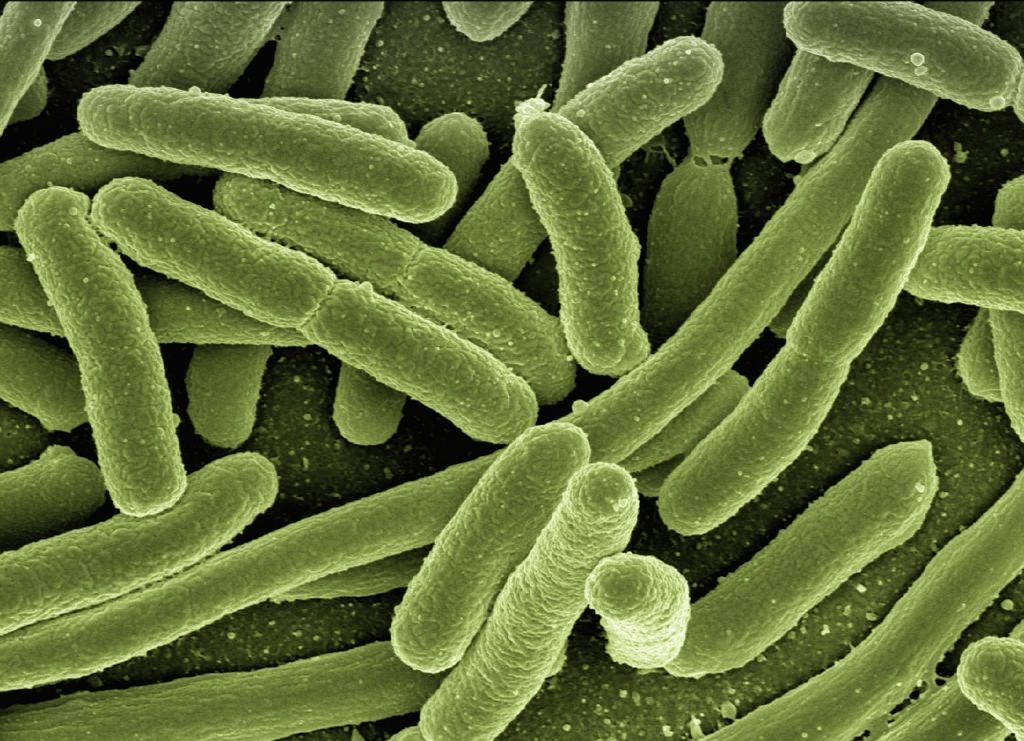ΗΠΑ: Συναγερμός από βακτήρια που «τρώνε τη σάρκα» – Τουλάχιστον τρεις θάνατοι