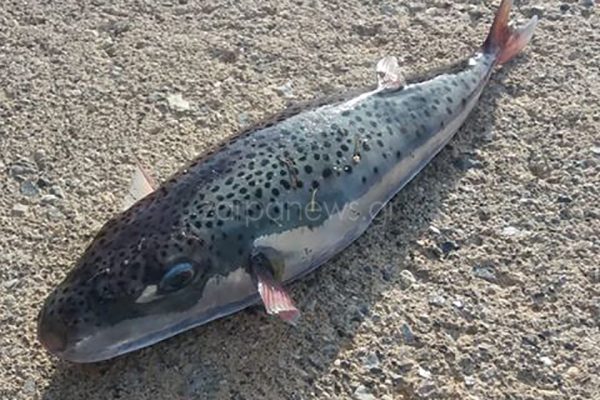 Γυναίκα δέχθηκε επίθεση από λαγοκέφαλο σε παραλία των Χανίων