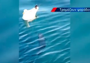 Κρήτη: Λαγοκέφαλος επιχειρεί να δαγκώσει ακόμα και γλάρο (δείτε βίντεο)