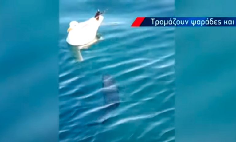 Κρήτη: Λαγοκέφαλος επιχειρεί να δαγκώσει ακόμα και γλάρο (δείτε βίντεο)