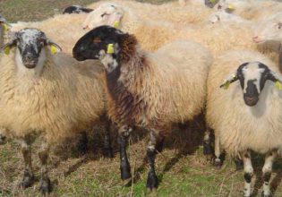 Αυτόχθονες φυλές: Το Καραγκούνικο, το καλύτερο «κοπαδιάρικο» πρόβατο