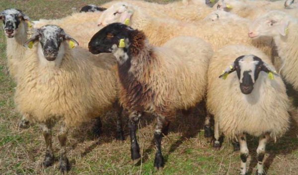 Αυτόχθονες φυλές: Το Καραγκούνικο, το καλύτερο «κοπαδιάρικο» πρόβατο