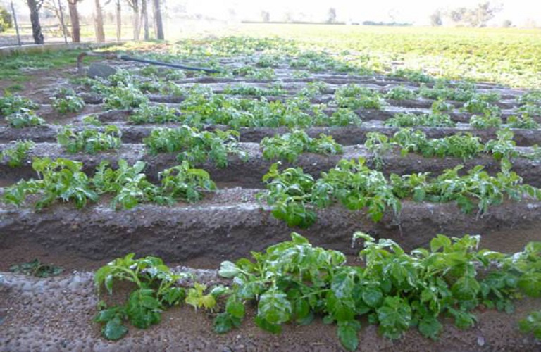 Πατάτα: Κίνδυνος εξάπλωσης περονόσπορου - Προσοχή σε αλτερνάρια και αγροτίδες