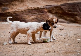 Ερύμανθος: Κάλεσαν την αστυνομία για διατάραξη κοινής ησυχίας και βρήκαν στο σπίτι 60 σκυλιά
