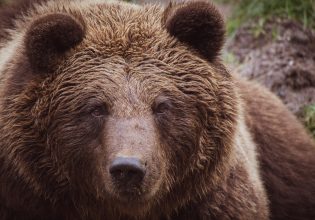 Ιράκ: Αρκούδα δραπέτευσε από το κλουβί της στον χώρο των αποσκευών μέσα σε αεροπλάνο