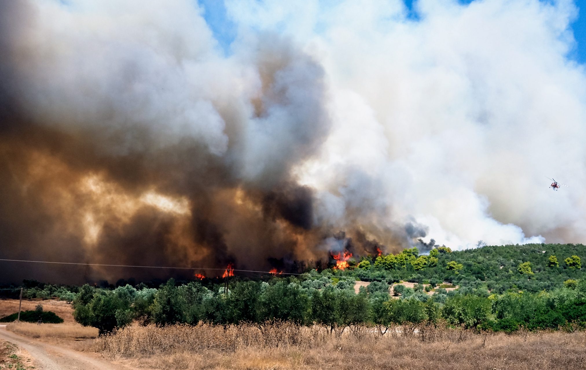 Φωτιά στην Εύβοια: Μεγάλο το μέτωπο σε Νέα Αρτάκη και Ψαχνά - Ισχυροί άνεμοι στην περιοχή