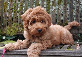 Λαμπραντούντλ: Αξιαγάπητα σκυλιά αλλά παρανοϊκά και κληρονομικά φιλάσθενα