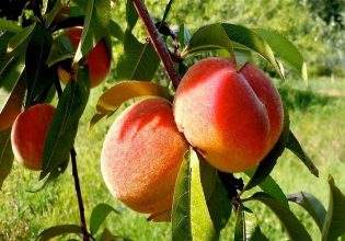 Πυρηνόκαρπα: Γεωργικές προειδοποιήσεις για εχθρούς και ασθένειες