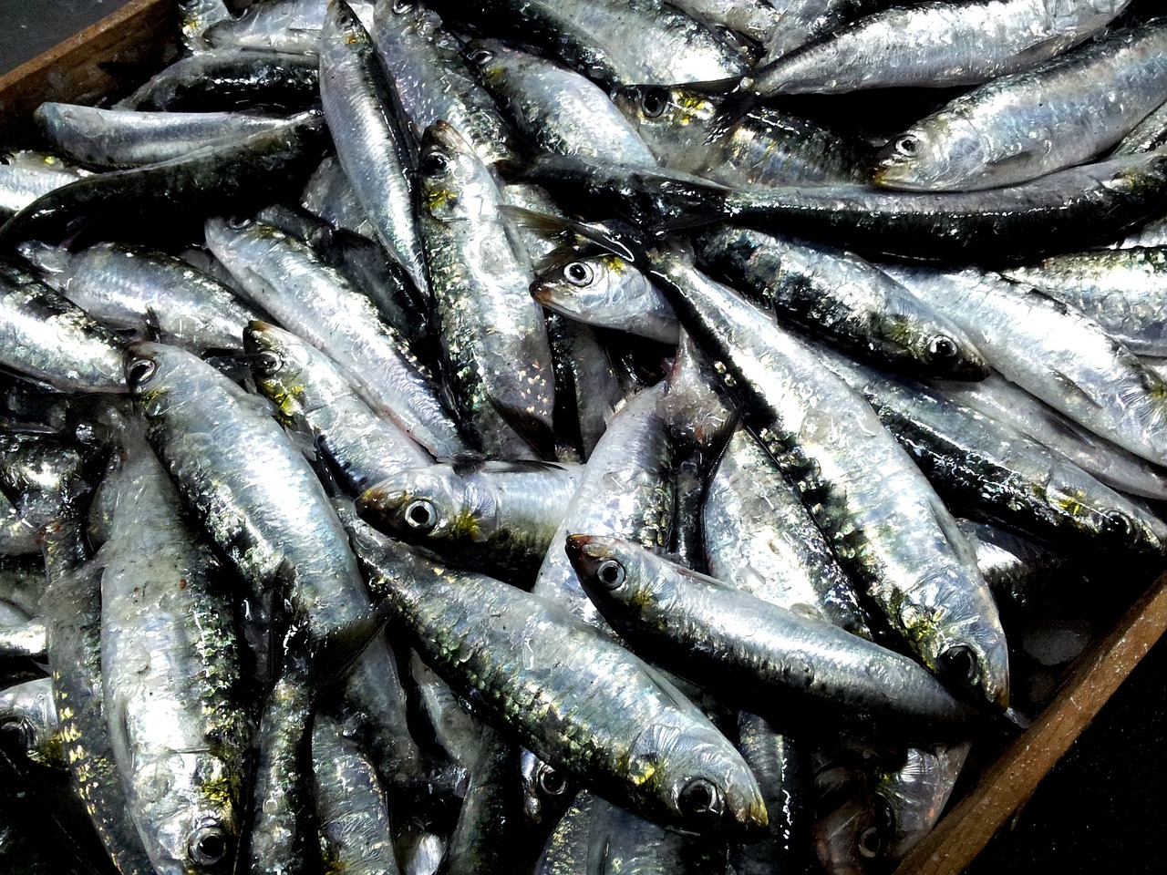 Λέσβος: Το πρώτο αλιευτικό προϊόν ΠΟΠ, η σαρδέλα Καλλονής
