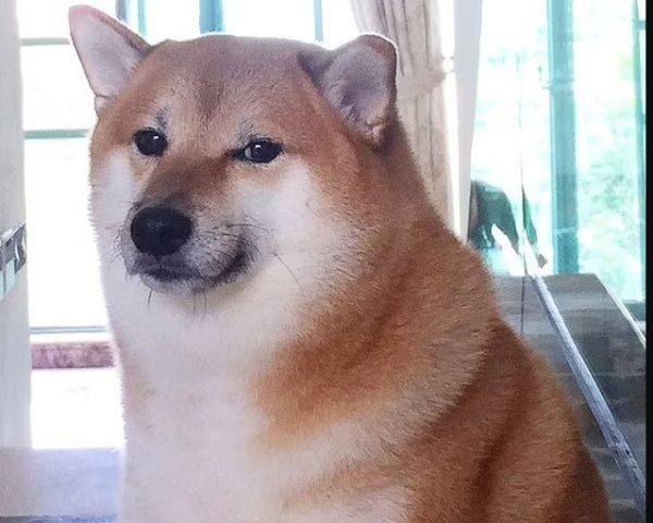 Cheems Balltze: Πέθανε ο σκύλος που έγινε meme