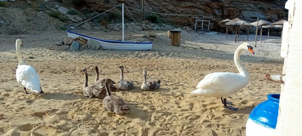 Άνδρος: Η παραλία στο Ατένι ανήκει σε ένα περήφανο ζευγάρι κύκνων