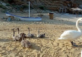 Άνδρος: Η παραλία στο Ατένι ανήκει σε ένα περήφανο ζευγάρι κύκνων