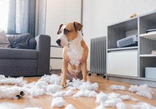 Σκύλοι: Οι λόγοι που μας «κρατούν μούτρα»