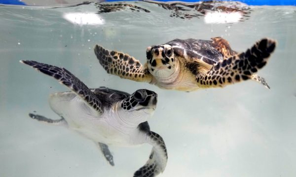 Η πρωταθλήτρια «Γαία» – Χελώνα Καρέττα γεννάει επί 37 χρόνια!