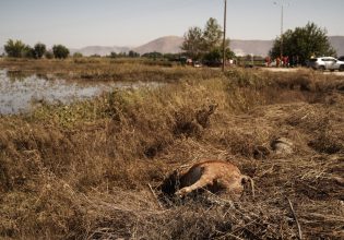 Πλημμύρες στη Θεσσαλία: Οι Ένοπλες Δυνάμεις αναλαμβάνουν ενεργό ρόλο στην περισυλλογή νεκρών ζώων