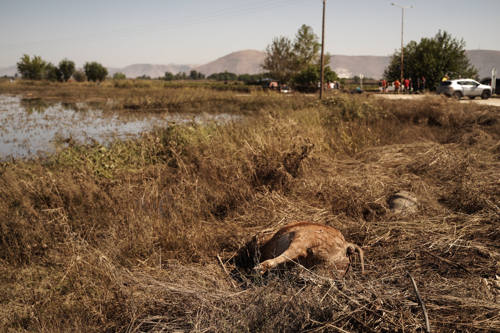 Πλημμύρες στη Θεσσαλία: Οι Ένοπλες Δυνάμεις αναλαμβάνουν ενεργό ρόλο στην περισυλλογή νεκρών ζώων