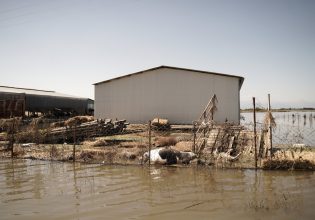 Κακοκαιρία Daniel: Υγειονομική βόμβα με χιλιάδες νεκρά ζώα σε χωράφια και στάνες