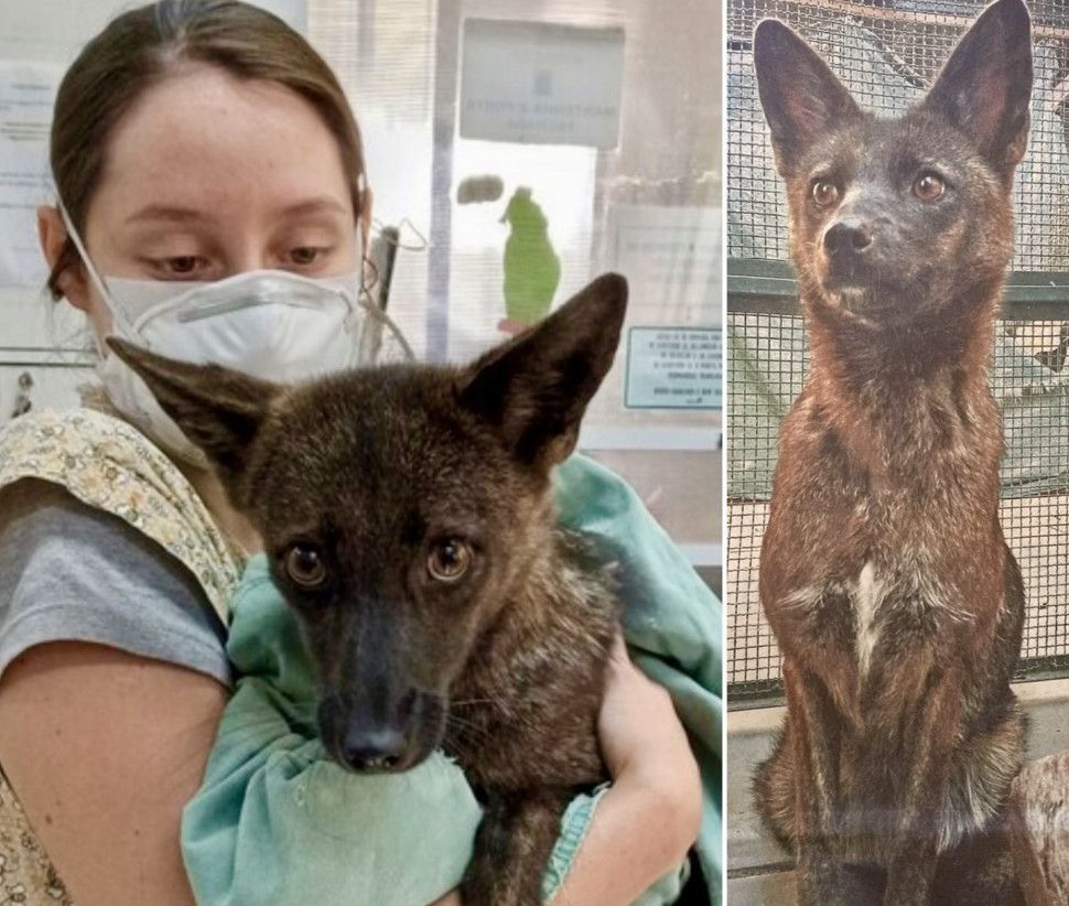 Βραζιλία: Βρέθηκε το πρώτο υβρίδιο σκύλου – αλεπούς παγκοσμίως