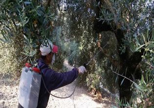 Κέρκυρα: Ευνοϊκές οι συνθήκες για το δάκο της ελιάς