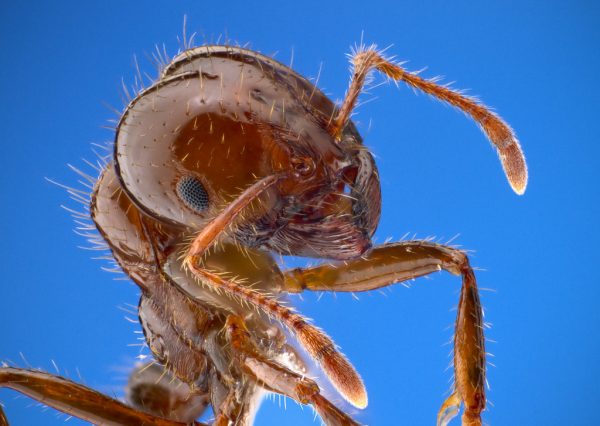 Αμερικανικό κόκκινο μυρμήγκι: Έφτασε και στη Μεσόγειο ένα από τα πιο καταστροφικά ζώα του κόσμου