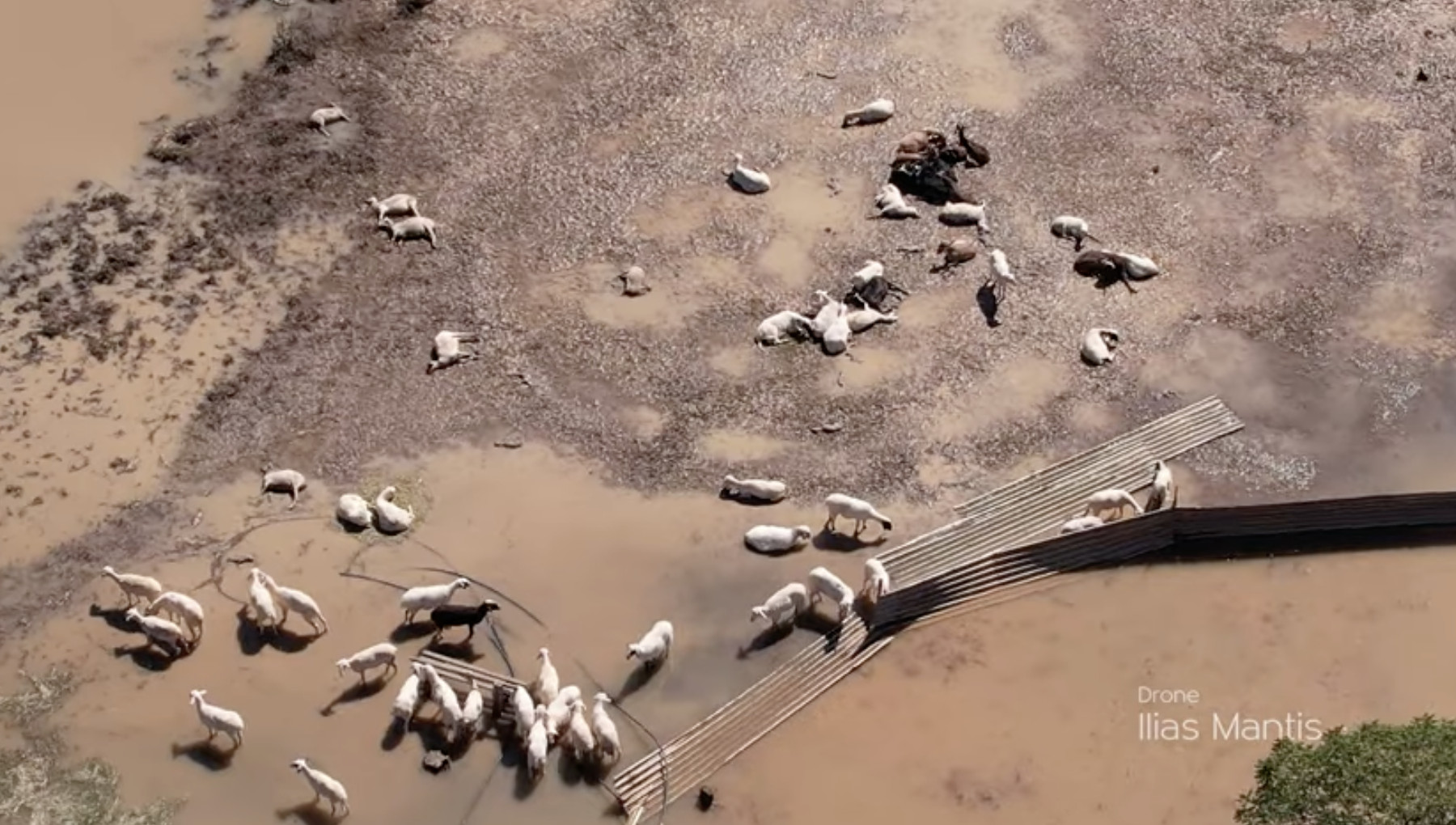 Κακοκαιρία Daniel: Απέραντο νεκροταφείο ζώων ο θεσσαλικός κάμπος - Εικόνες σοκ από ψηλά