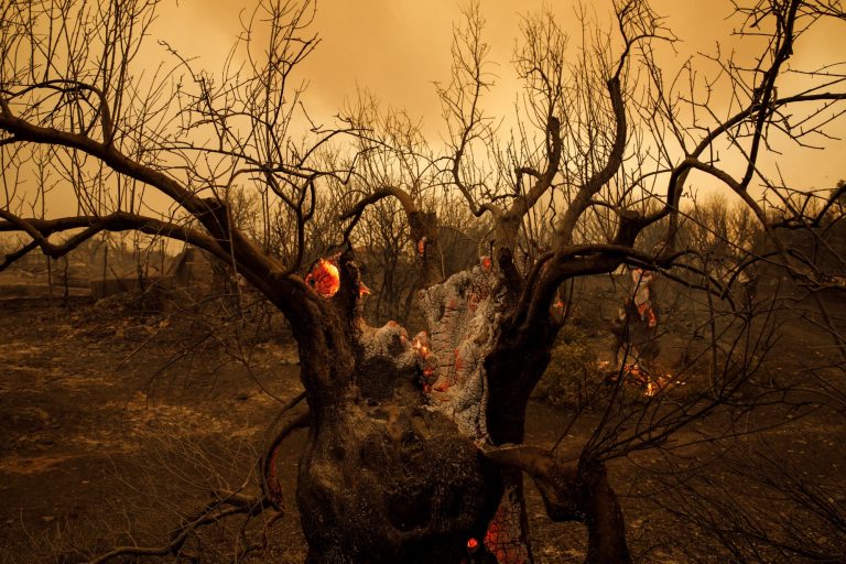 WWF: Σε προστατευόμενες περιοχές σχεδόν οι μισές από τις φετινές καμένες εκτάσεις