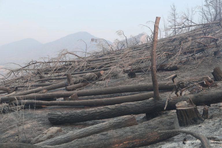 Δαδιά: Η ελπίδα φυτρώνει στα καμμένα