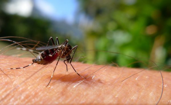 Ιός Δυτικού Νείλου: 19 κρούσματα και δύο θάνατοι σε μια εβδομάδα