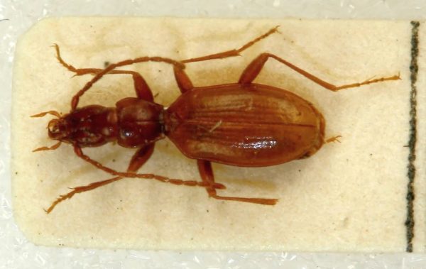 Επιστημονική διαμάχη για το σκανδαλώδες «σκαθάρι του Χίτλερ»