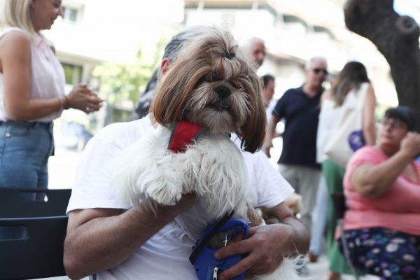 Δημοτικό Κτηνιατρείο: Δωρεάν στειρώσεις και ιατρική περίθαλψη σε αδέσποτα και δεσποζόμενα ζώα