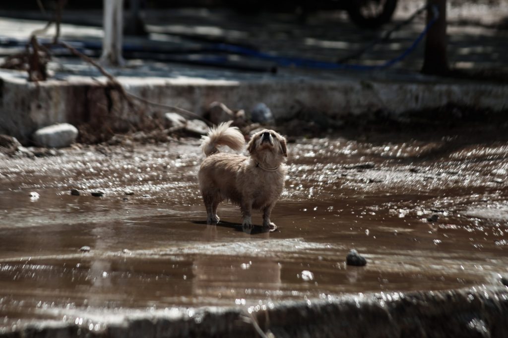 Κακοκαιρία Daniel: «Τουρίστες στο Πήλιο δούλεψαν τρεις μέρες για να σωθεί ό,τι σώζεται»