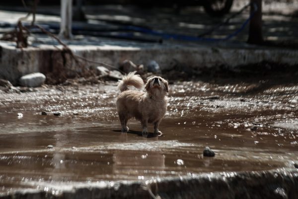 Κακοκαιρία Daniel: «Τουρίστες στο Πήλιο δούλεψαν τρεις μέρες για να σωθεί ό,τι σώζεται»