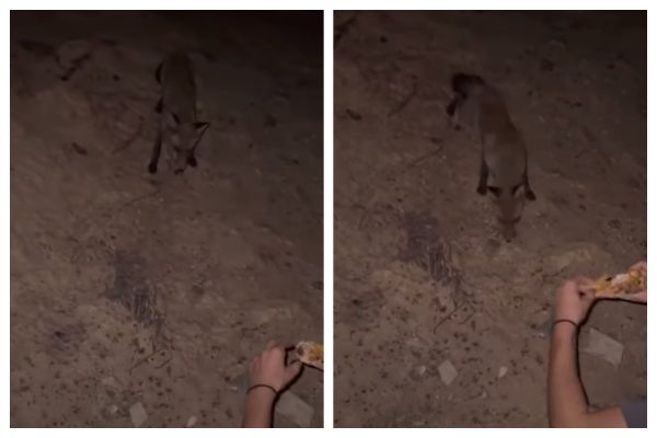 Έβρος: Κάτοικος εντόπισε αλεπού σε καμένη περιοχή και της έδωσε τροφή