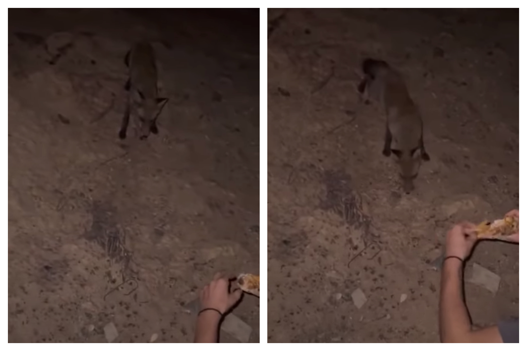 Έβρος: Κάτοικος εντόπισε αλεπού σε καμένη περιοχή και της έδωσε τροφή
