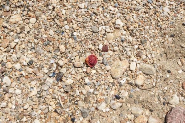 Δράσεις του Δήμου Πειραιά για την Ευρωπαϊκή Ημέρα Καθαρισμού των Ακτών