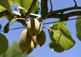 ΥπΑΑΤ: Ελέγχεται η παράνομη συγκομιδή και διακίνηση ακτινιδίων