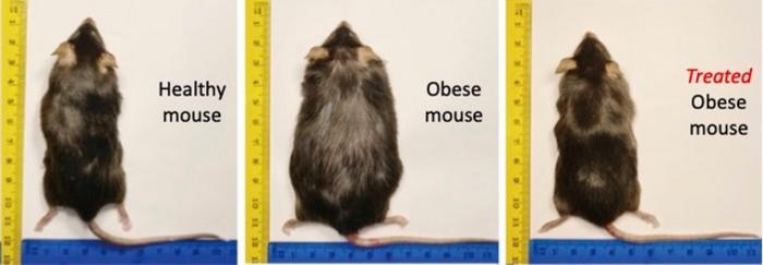 Αδυνάτισμα: Στοχευμένη θεραπεία «εξαφάνισε» την παχυσαρκία σε ποντίκια