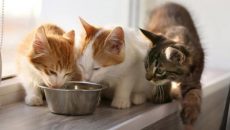 Γάτα: Τα απαραίτητα για την φιλοξενία στο σπίτι μας