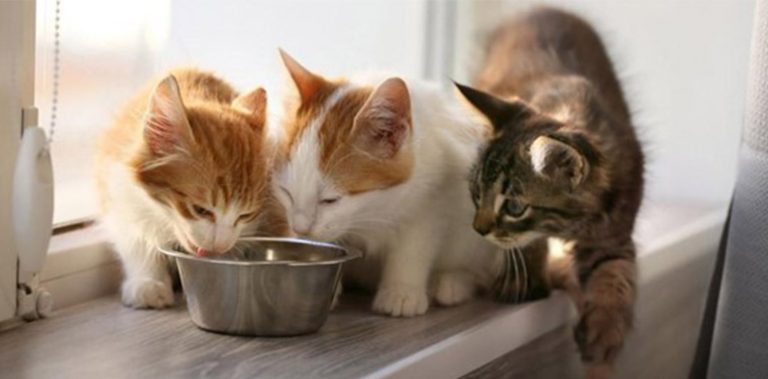 Γάτα: Τα απαραίτητα για την φιλοξενία στο σπίτι μας