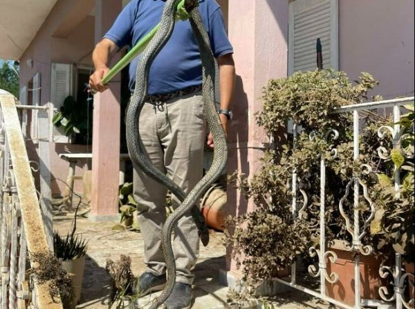 Κακοκαιρία Daniel: Φίδι 2,5 μέτρων βγήκε μέσα από τα νερά στον Παλαμά