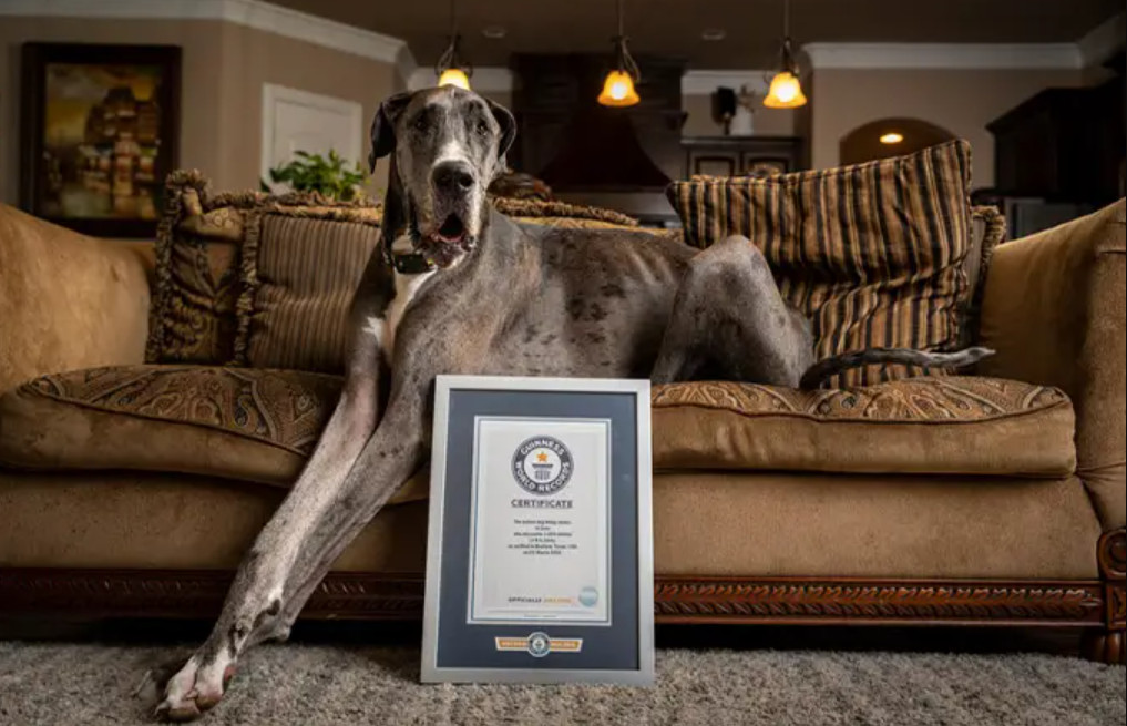 Πέθανε ο «Δίας», ο ψηλότερος σκύλος του κόσμου