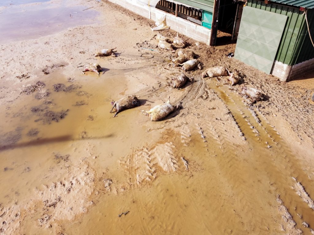 Κακοκαιρία Daniel: Συγκλονιστικές εικόνες από την περισυλλογή νεκρών ζώων στη Λάρισα – Μάχη με τις λάσπες