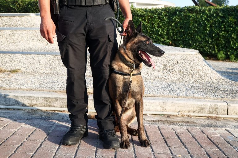 Αστυνομία: Περισσότερες από 300 συλλήψεις σε μία ημέρα για διάφορα αδικήματα σε όλη την Ελλάδα