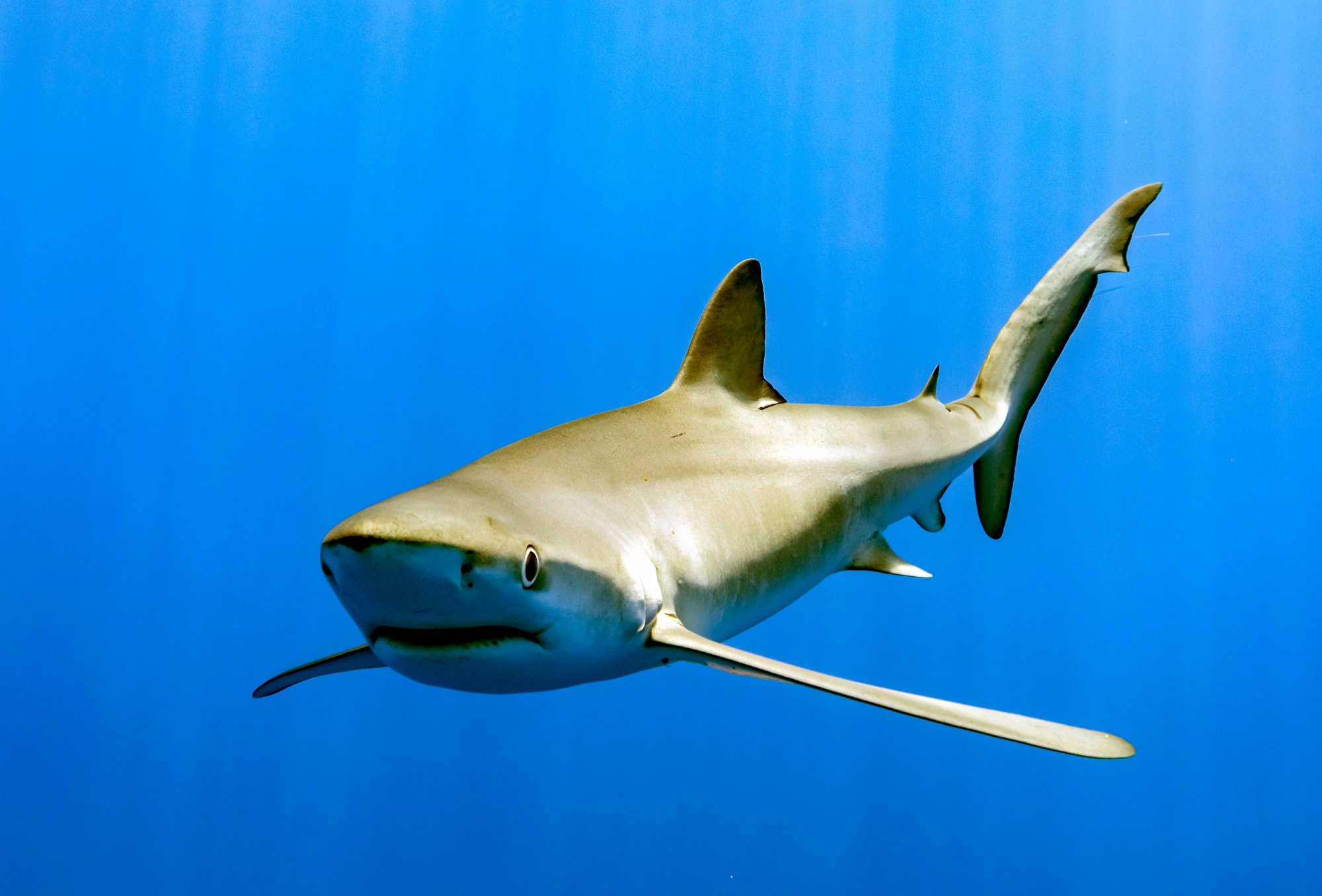Οι καρχαρίες που έζησαν 17 χρόνια σε γήπεδο γκολφ