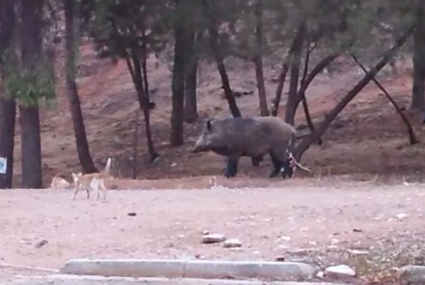 Αγριογούρουνο κόβει βόλτες στο Δαφνί – Ανενόχλητες οι γάτες δίπλα του