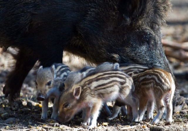 Germany: Scientists alarmed by wild boars ‘filled’ with radioactivity