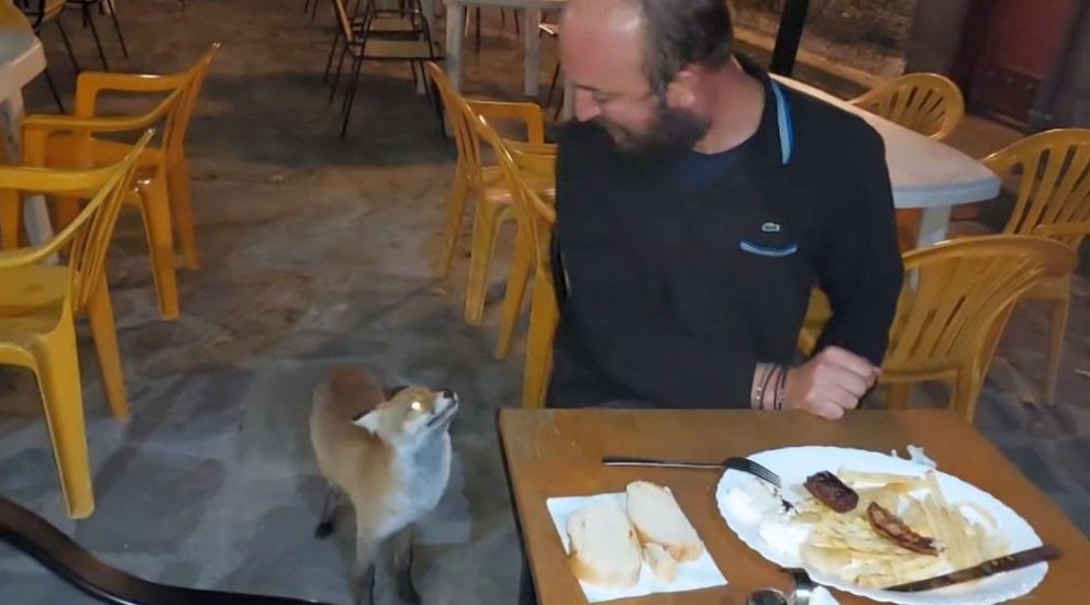 Ναυπακτία: Μια αλεπού είναι ο πιο γλυκός θαμώνας καφενείου