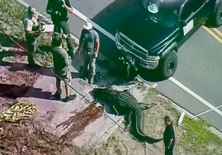 Τρόμος στη Φλόριντα: Αλιγάτορας κυκλοφορούσε με ένα πτώμα στα σαγόνια του